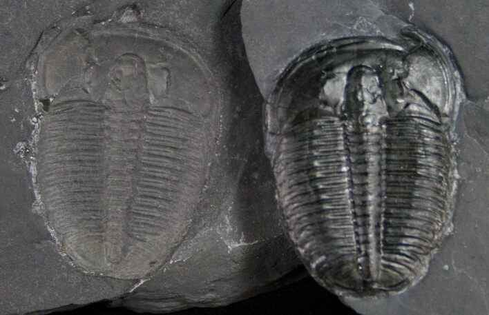 Elrathia Trilobite With Counterpart #10463